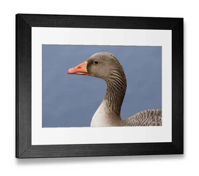 Framed Print : Greylag Goose (Anser anser), Portrait Framed Print : Greylag Goose (Anser anser), Portrait