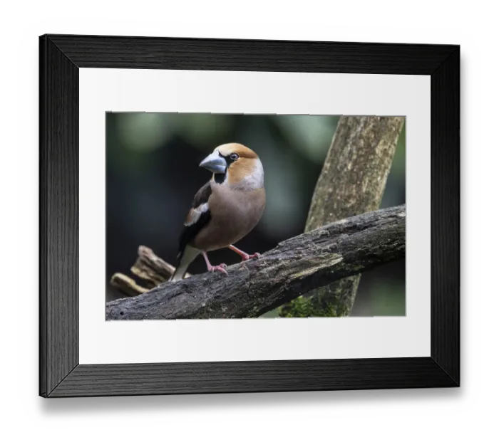 Framed Print : Hawfinch (Coccothraustes coccothraustes) Framed Print : Hawfinch (Coccothraustes coccothraustes)