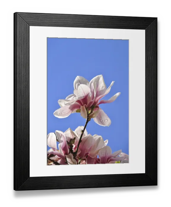 Framed Print : Magnificent blossom of the magnolia