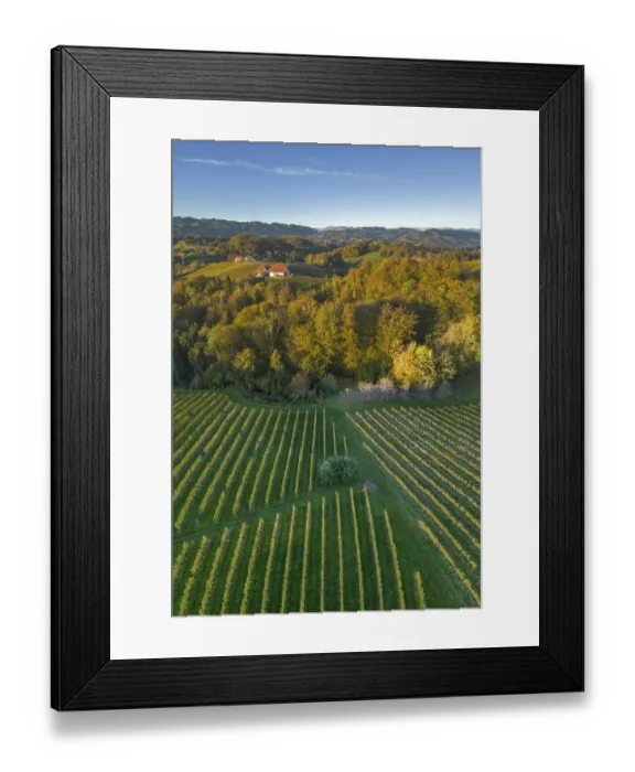 Framed Print : Aerial view of vineyards in the morning light Framed Print : Aerial view of vineyards in the morning light