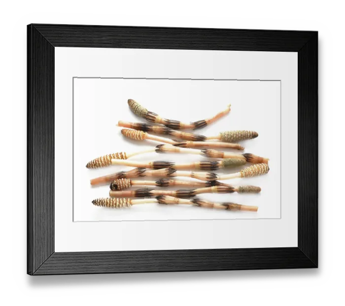 Framed Print : Horsetails (Equisetum arvense)