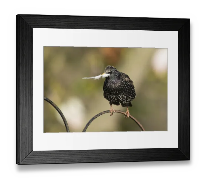 Framed Print : European starling (Sturnus vulgaris) adult bird with a feather in its beak for nesting material in spring