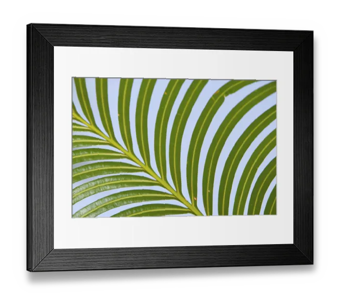 Framed Print : Palm frond, Indonesia, Asia