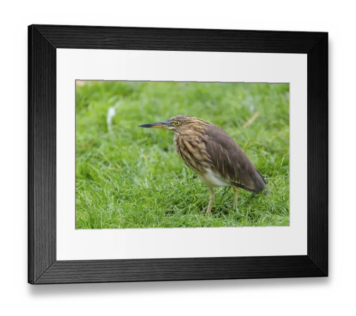 Framed Print : A female black-crowned night heron (Nycticorax nycticorax) or black-capped night heron stands in a green meadow Framed Print : A female black-crowned night heron (Nycticorax nycticorax) or black-capped night heron stands in a green meadow
