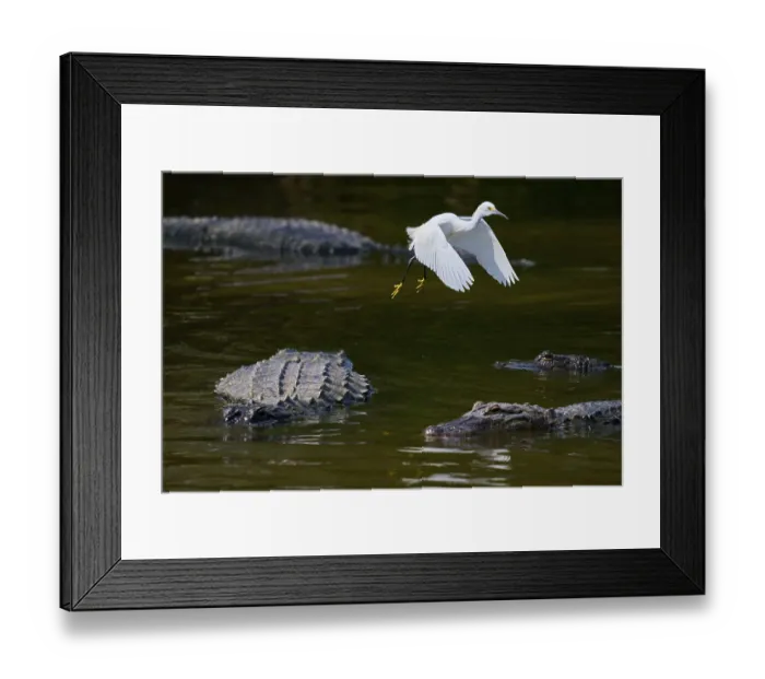 Framed Print : A white bird flies over several alligators in the water Framed Print : A white bird flies over several alligators in the water