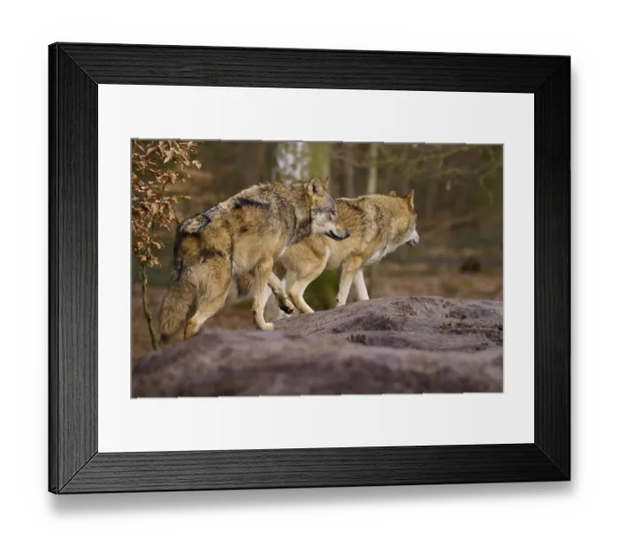 Framed Print : Two wolves running over a mound of earth in the forest Framed Print : Two wolves running over a mound of earth in the forest