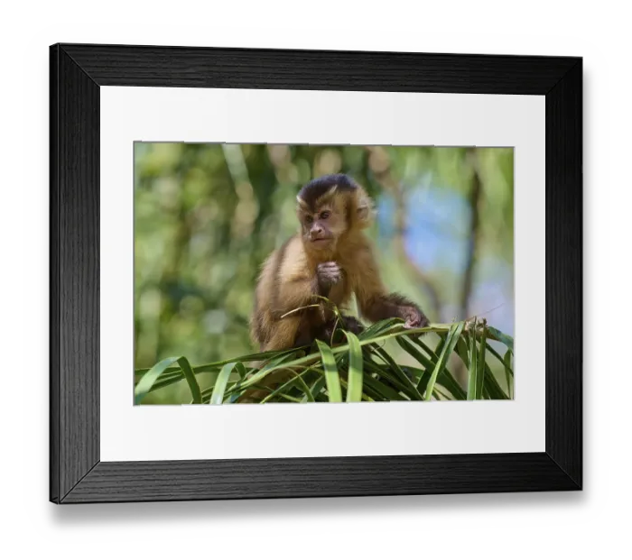 Framed Print : A capuchin monkey sits pensively on a branch in a natural environment