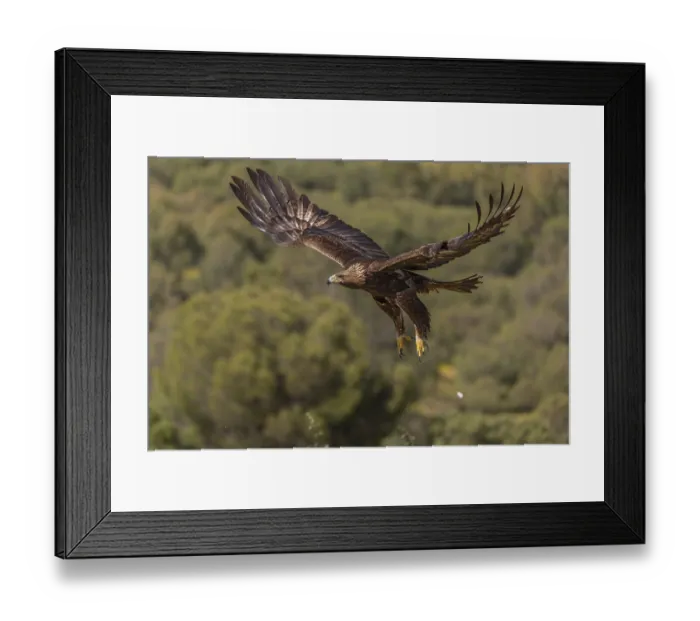 Framed Print : Golden eagle (Aquila chrysaetos) Framed Print : Golden eagle (Aquila chrysaetos)