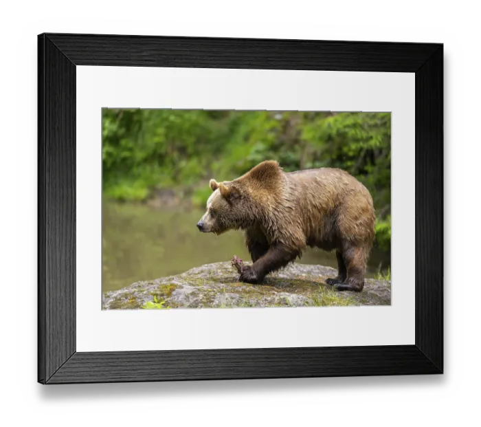 Framed Print : Eurasian brown bear (Ursus arctos arctos) walking on a rock Framed Print : Eurasian brown bear (Ursus arctos arctos) walking on a rock
