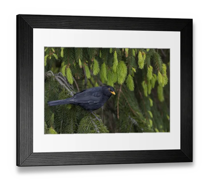 Framed Print : This blackbird (Turdus merula) regularly visits a small group of spruce trees