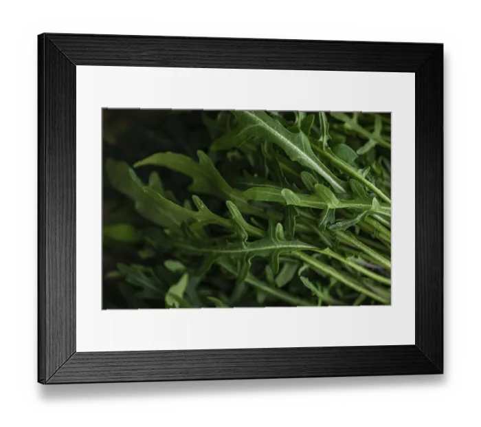 Framed Print : Detailed close-up of fresh arugula leaves showcasing their rich green tones