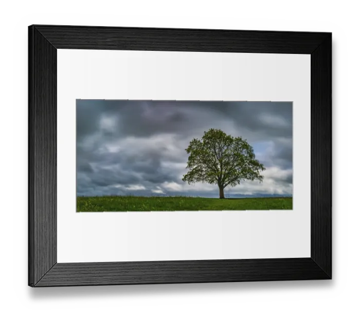 Framed Print : Maple tree (Acer pseudoplataus) near Kornhofen