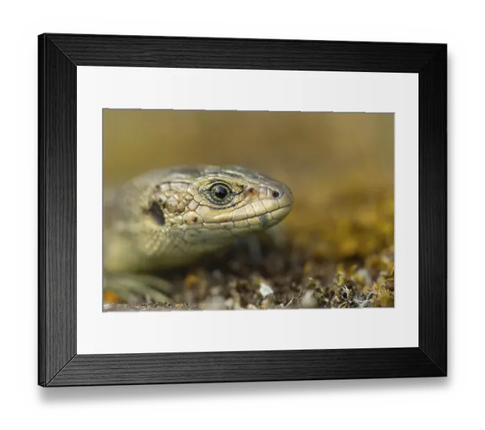 Framed Print : Common lizard (Zootoca vivipara) adult reptile animal resting on a wooden sleeper