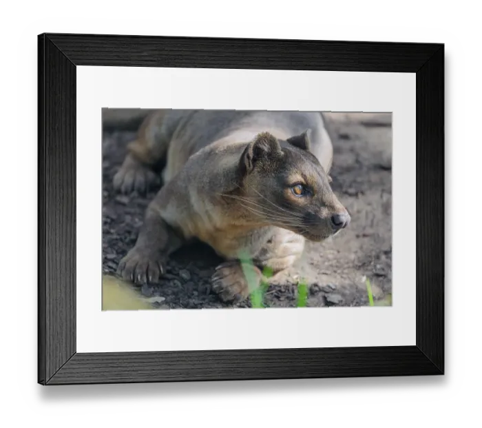 Framed Print : A fossa (Cryptoprocta ferox) rests on the forest floor of a dry forest