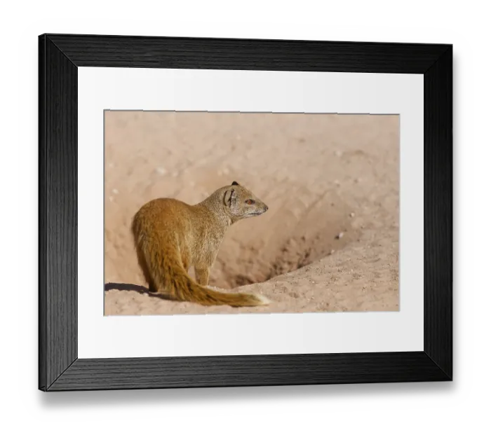 Framed Print : Yellow mongoose (Cynictis penicillata)