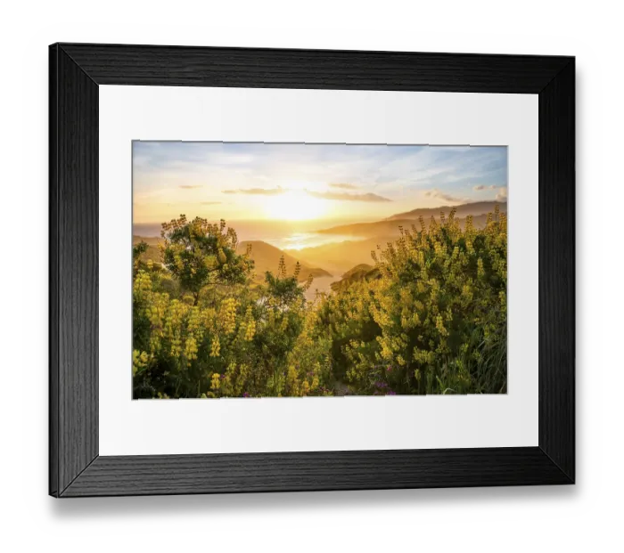 Framed Print : Sunset, Yellow Lupines (Lupinus luteus) on sand dunes Framed Print : Sunset, Yellow Lupines (Lupinus luteus) on sand dunes