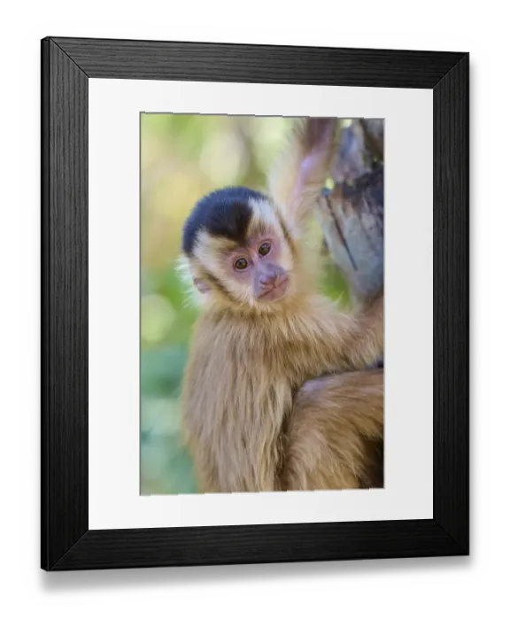 Framed Print : Close-up of a capuchin monkey looking curiously down from a tree trunk Framed Print : Close-up of a capuchin monkey looking curiously down from a tree trunk