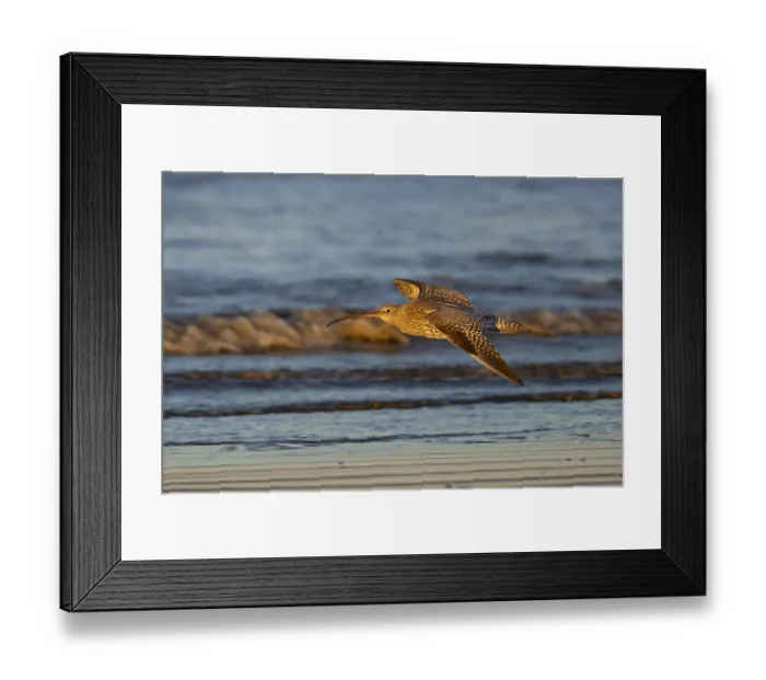 Framed Print : Eurasian curlew (Numenius arquata) adult wading bird in flight along a shoreline