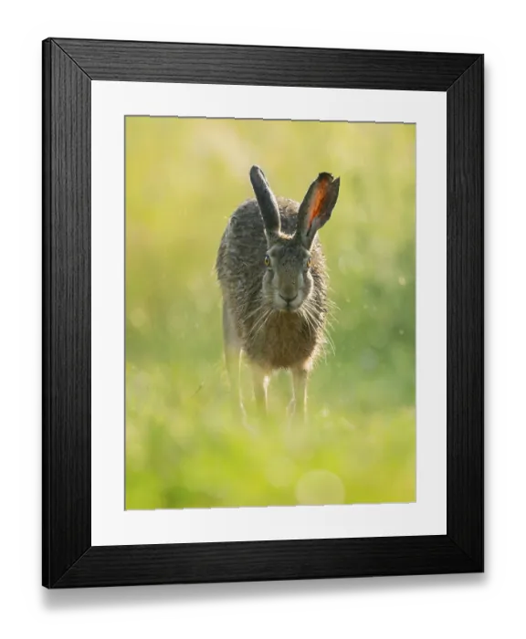 Framed Print : European hare (Lepus europaeus) running along a country lane Framed Print : European hare (Lepus europaeus) running along a country lane