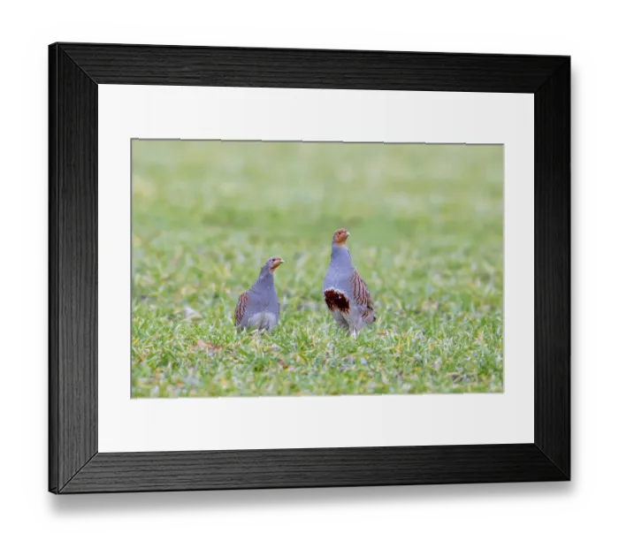 Framed Print : Grey partridge pair, English partridges