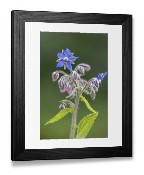 Framed Print : Borage (Borago officinalis), flower, Germany Framed Print : Borage (Borago officinalis), flower, Germany