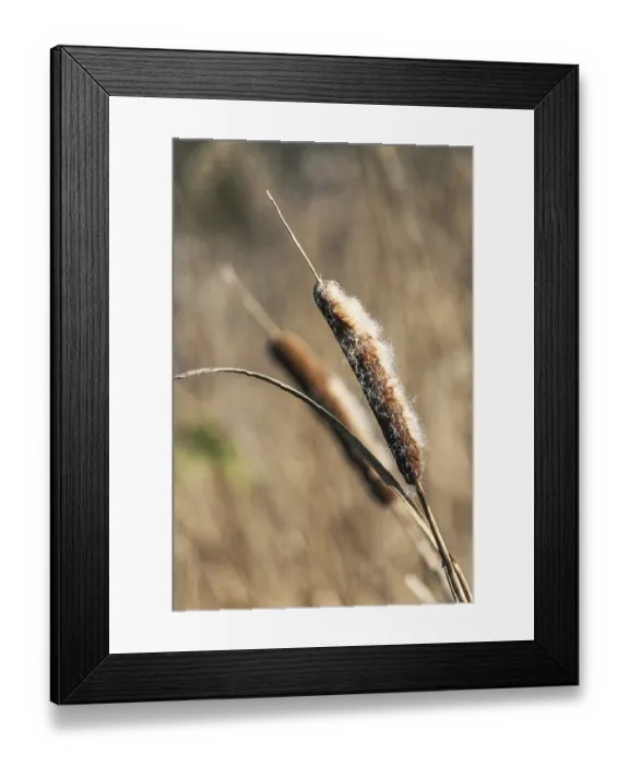 Framed Print : Common Cattail or Broadleaf Cattail (Typha latifolia)