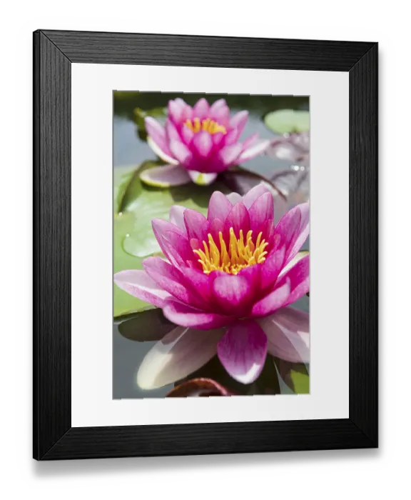 Framed Print : Pink Water lily (Nymphaea), Baden-Wurttemberg
