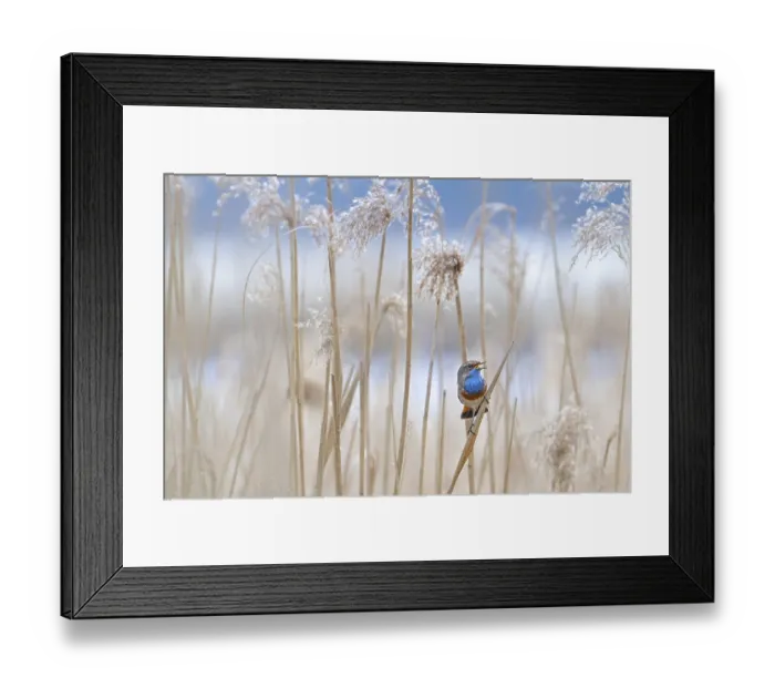 Framed Print : White-spotted bluethroat (Luscinia svecica cyanecula) male perched on reed stem in reedbed and calling