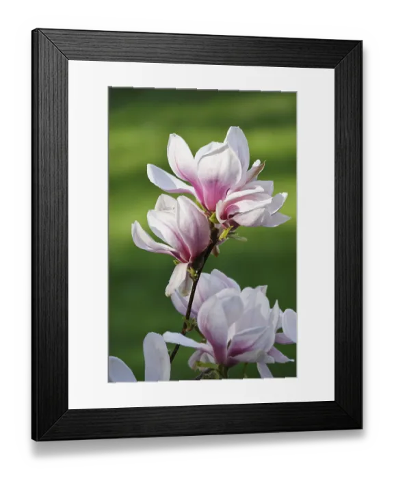 Framed Print : Magnificent blossom of the magnolia