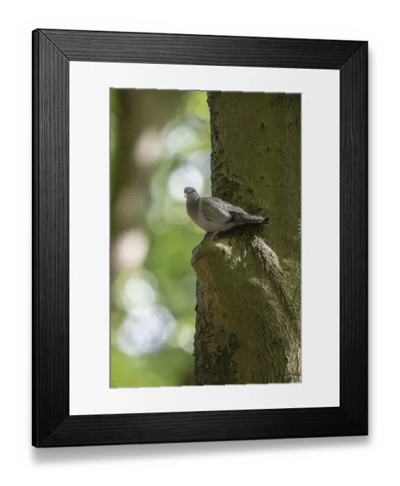 Framed Print : Stock Dove (Columba oenas), Emsland