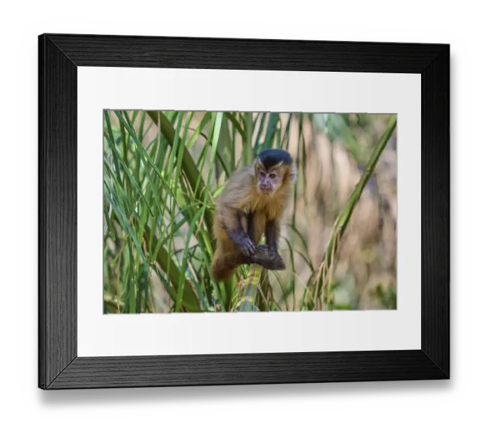 Framed Print : Monkey sitting relaxed on a palm branch in a green environment