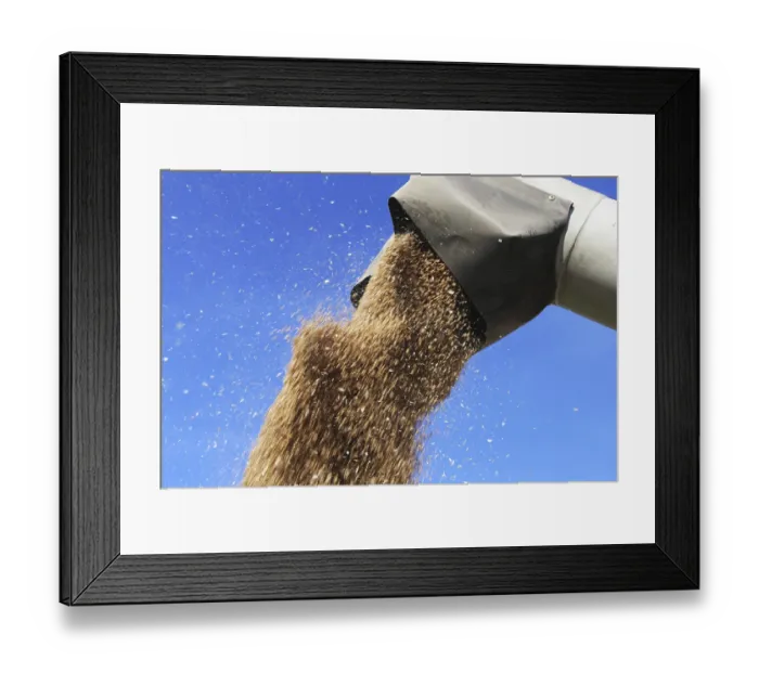 Framed Print : Grain harvest with combine harvester