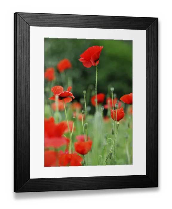 Framed Print : Corn poppy (Papaver rhoeas)