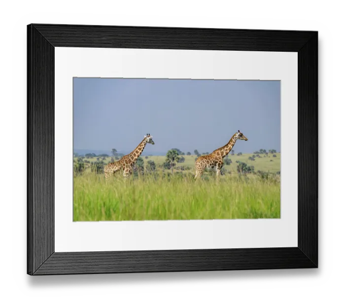 Framed Print : Rothschild's giraffes (Giraffa camelopardalis rothschildi) in green grass