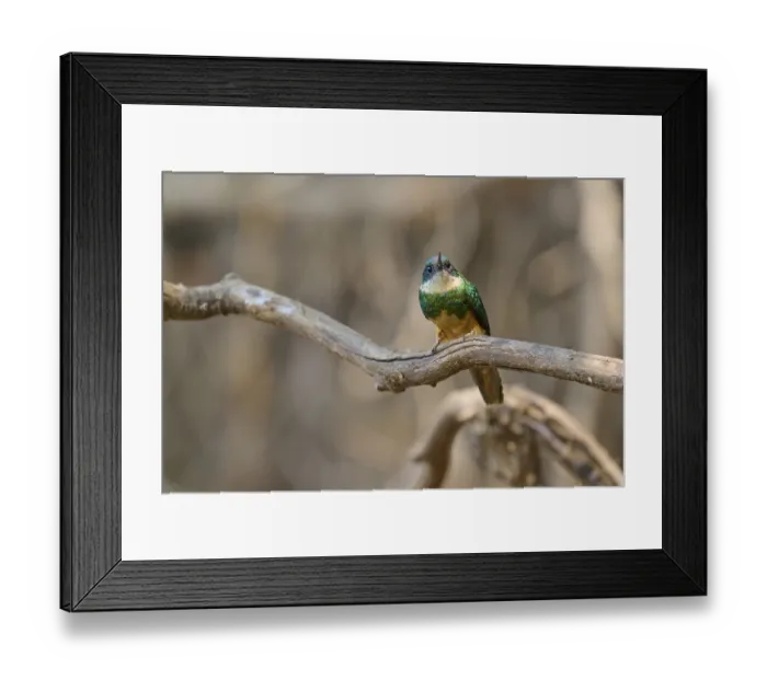 Framed Print : A colourful bird looks up and sits on a branch against a blurred background