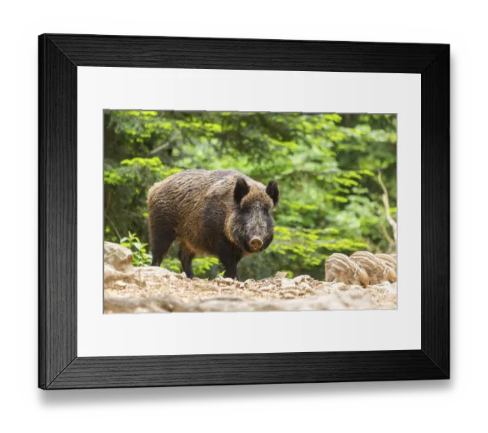 Framed Print : Wild boar (Sus scrofa) mother with her piglets (Squeaker) in a forest