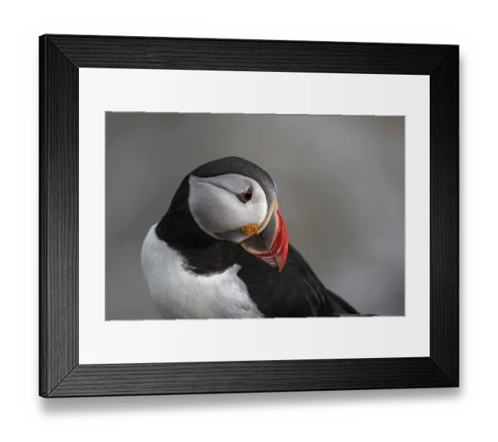 Framed Print : Portrait of a puffin (Fratercula arctica)