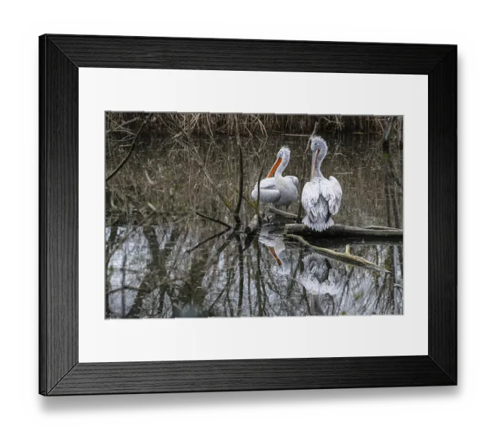 Framed Print : Dalmatian pelicans (Pelecanus crispus) Framed Print : Dalmatian pelicans (Pelecanus crispus)