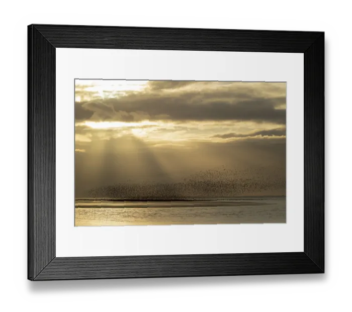 Framed Print : Red knot (Calidris canutus) adult wading birds flying in a large flock at high tide at sunset