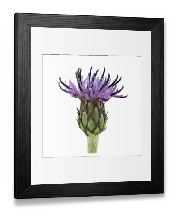 Framed Print : Perennial cornflower (Cyanus montanus) Framed Print : Perennial cornflower (Cyanus montanus)