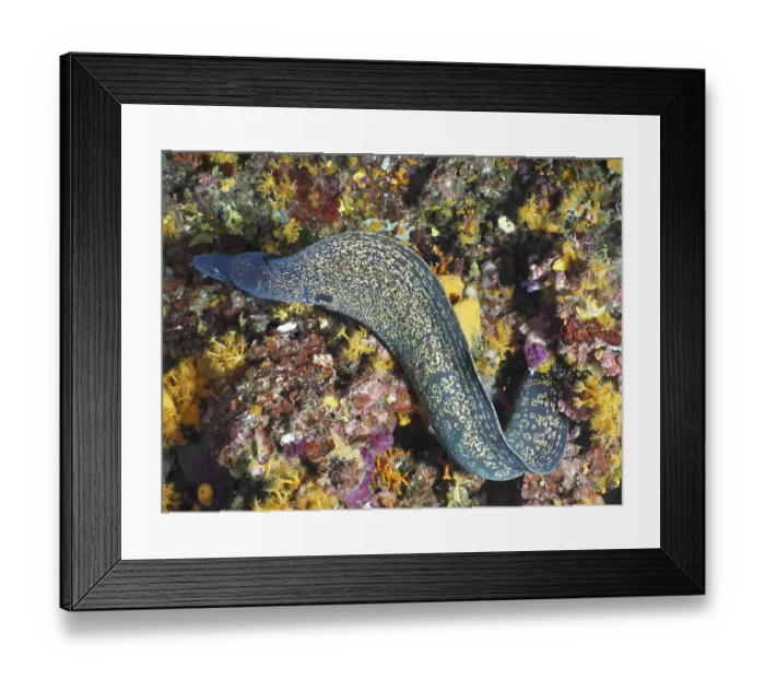Framed Print : Yellow speckled Mediterranean moray eel (Muraena helena) meanders through a colourful underwater landscape Framed Print : Yellow speckled Mediterranean moray eel (Muraena helena) meanders through a colourful underwater landscape