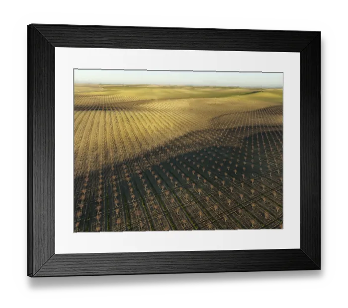 Framed Print : Cultivated young Almond Trees (Prunus dulcis) in the Campina Cordobesa Framed Print : Cultivated young Almond Trees (Prunus dulcis) in the Campina Cordobesa