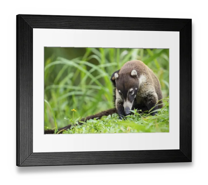 Framed Print : Daytime White-nosed Coati (Nasua narica) foraging in lush green grass and searching for food