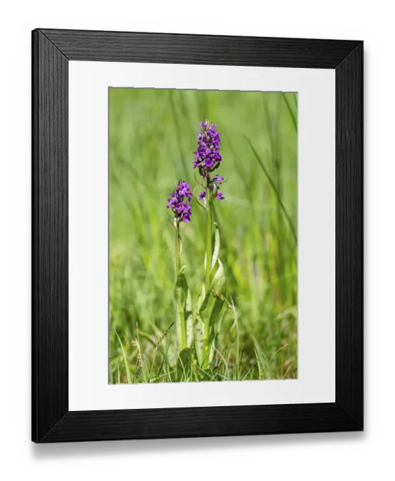 Framed Print : Western marsh orchid (Dactylorhiza majalis)