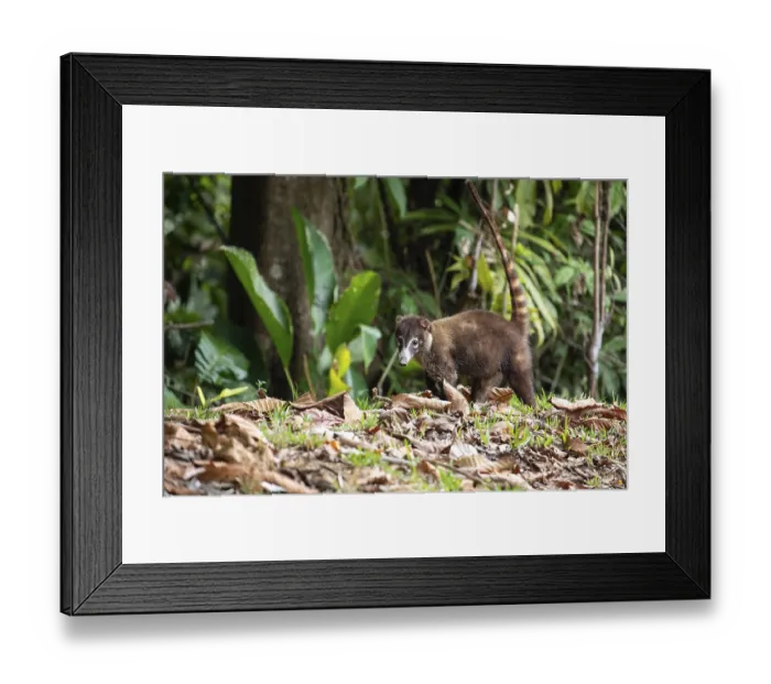 Framed Print : White nosed coati walking on forest ground with tail raised Framed Print : White nosed coati walking on forest ground with tail raised