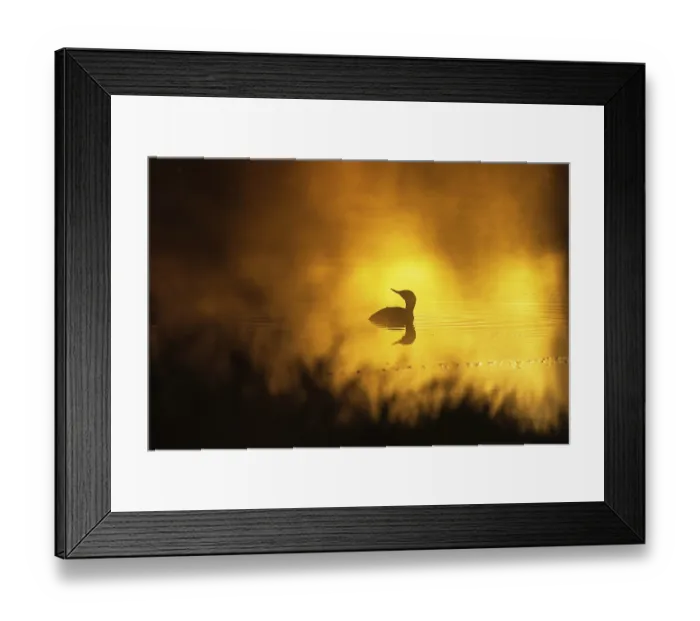 Framed Print : Red-throated loon (Gavia stellata) in a sunspot on a misty lake in morning light Framed Print : Red-throated loon (Gavia stellata) in a sunspot on a misty lake in morning light