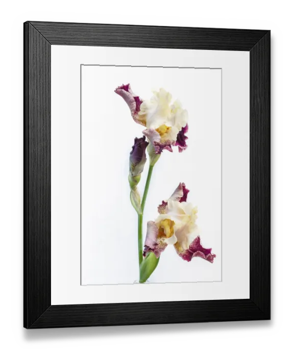 Framed Print : Beautiful multicolored iris flower isolated in white Framed Print : Beautiful multicolored iris flower isolated in white