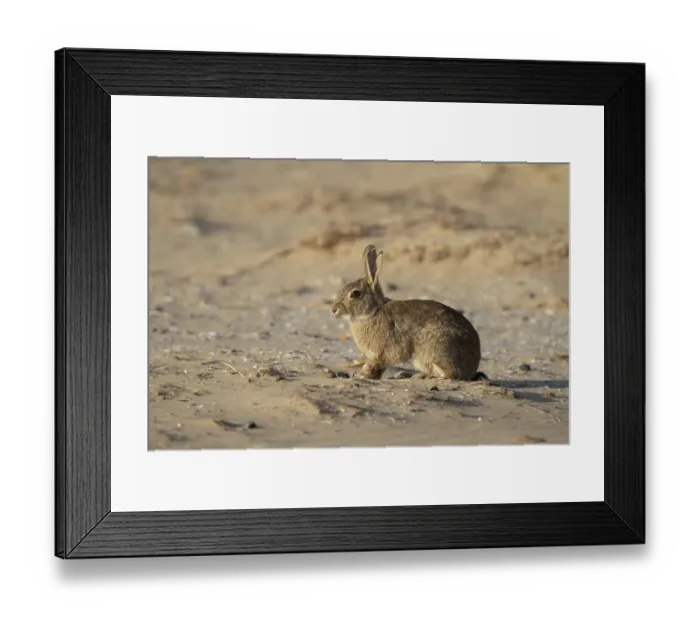 Framed Print : Rabbit (Oryctolagus cuniculus) adult animal on a sandy beach in summer Framed Print : Rabbit (Oryctolagus cuniculus) adult animal on a sandy beach in summer