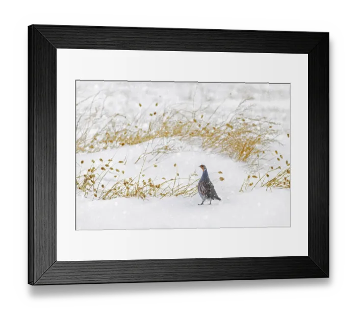 Framed Print : Grey partridge, English partridge
