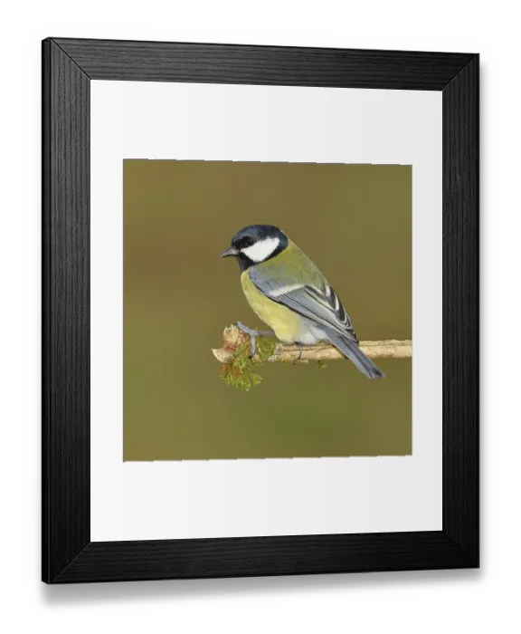 Framed Print : Great Tit (Parus major), sitting on a branch overgrown with moss and lichen